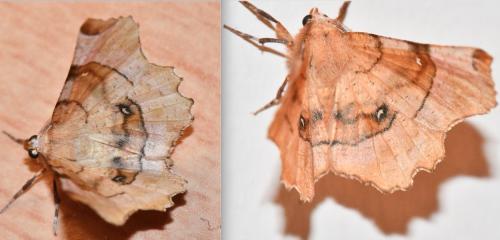Selenia lunularia